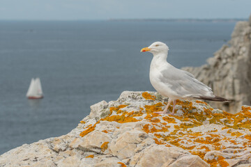 Herring gull (Larus argentatus) resting on a rock.