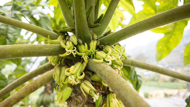 Mountain papaya flowers (Vasconcellea pubescens) also known as mountain pawpaw, papayuelo, chamburo tree bearing many fruit that is still young and green.