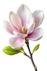 Obraz premium Soft pink magnolia bloom, cut out transparent