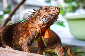 Close up iguana most popular exotic pet