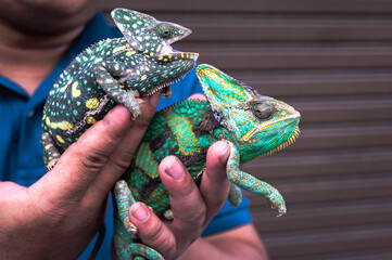 Close up hands holding two iguanas, exotic and household pet 