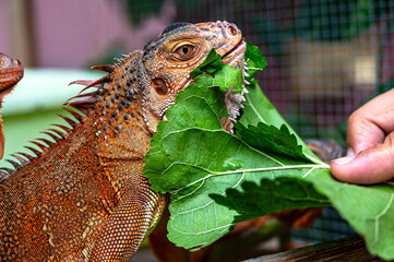Obraz premium Close up iguana eating leaves, popular household pet, exotic animal 