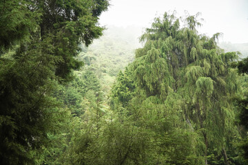 Dense Spruce Forest at mountain hills with soft mist around. Concept for International Day of Forest, World Environment Day. Located in Mount Prau, Dieng, Wonosobo, Central Java, Indonesia