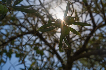 Backlit detail of green olives hanging from the branch of an olive tree. They receive sunlight and...