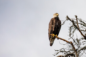 Bald Eagle (Haliaeetus leucocephalus) immature, perched in a dead tree with copy space