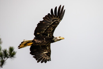 Bald Eagle (Haliaeetus leucocephalus) immature, in flight with copy space