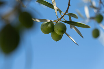 Detail of three green olives hanging from the branch of an olive tree against a clear blue sky. there are olives on the foreground. Concept of healthy mediterranean food