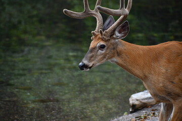 Glacier National Park Deer