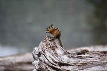 Chipmunk on a Log