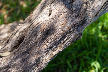 Detail of the rough branch of a Spanish olive tree in southern Andalusia. It is growing on rich soil with green grass around which maintains soil moisture in sustainable agriculture