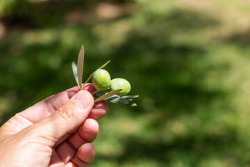 Fototapeta premium detail of a farmer's hand holding a twig with olives in the sun. It is a plantation of organic olive trees from sustainable agriculture with natural grass soil.