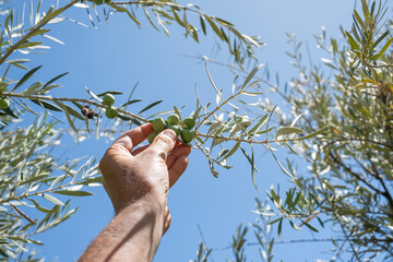 The hand of an anonymous farmer plucks an olive from the tree to check its quality and maturity in...