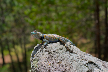 Close-up of a multi-colored lizard
