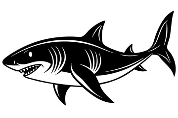 shark illustration