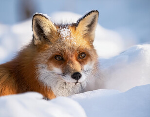 Obraz premium Portrait of a fox in the snow