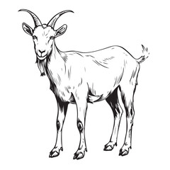 Goat farm hand drawn engraving style sketch Vector illustration. illustration of a goat.