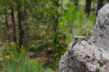Multi-colored lizard on a rock