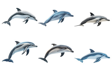 Fototapeta premium Dolphins swimming in different directions isolated on transparent background