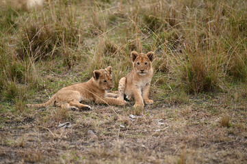 Lionceaux d'Afrique