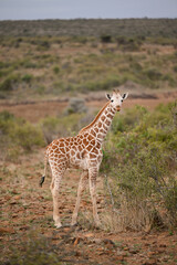 girafe 