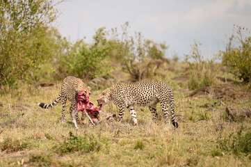 Le repas des guépards