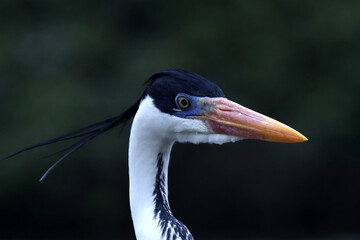 Garça-Real-Europeia no detalhe de sua belíssima e exótica figura na lagoa de Guaratiba - Maricá - RJ 