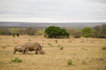 Fototapeta premium Rhinocéros 