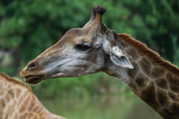 Close up head giraffe in the garden