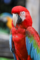 Close up head the red macaw parrot bird in garden