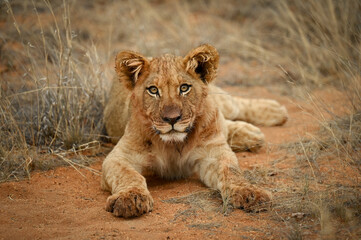 Jeune lionceau d'Afrique
