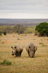 Fototapeta premium rhinocéros d'Afrique