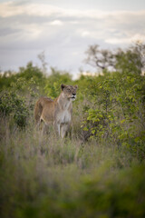 Fototapeta premium Lionne d'Afrique
