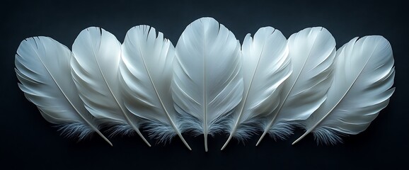Naklejka premium Seven white feathers arranged in a row on a black background.