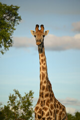 Girafe d'Afrique