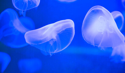 Meduzy w akwarium