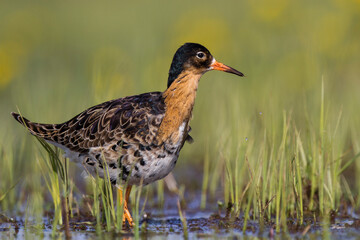 Batalion © Michal Przystas