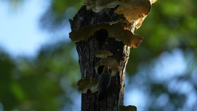 Bird cleaning nest hole. Woodpecker from Costa Rica, Hoffmann's woodpecker, Melanerpes hoffmannii,  bird in the nature habitat, Costa Rica. Animal nesting behaviour. Tree with fungus polypore, bird.