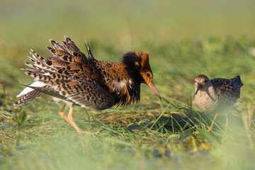 Batalion © Michal Przystas