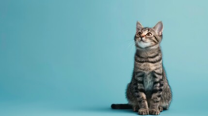Obraz premium A tabby cat sits and looks up at something off-camera against a blue background.