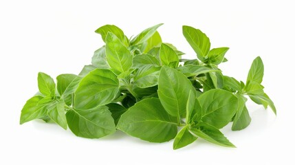 vibrant green thai lemon basil or hoary basil leaves isolated on white fresh herbs photography