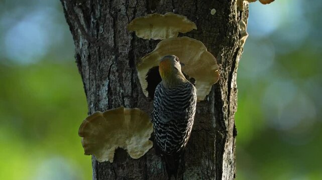 Bird cleaning nest hole. Woodpecker from Costa Rica, Hoffmann's woodpecker, Melanerpes hoffmannii,  bird in the nature habitat, Costa Rica. Animal nesting behaviour. Tree with fungus polypore, bird.
