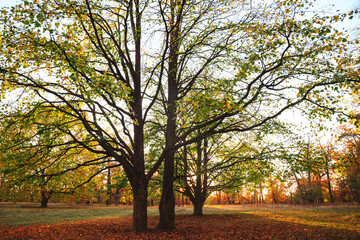 Naklejka premium Amazing autumn park (forest) with colorful trees and sunlight. autumn natural background