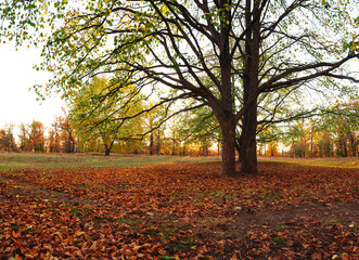Amazing autumn park (forest)  with colorful trees and sunlight. autumn natural background
