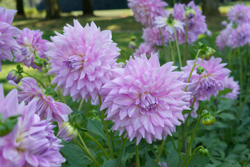 Light magenta decorative Dahlia flowers