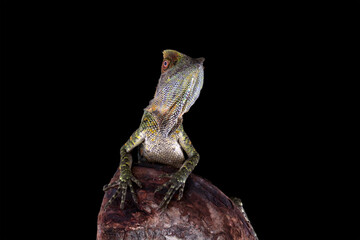 Forest dragon lizard on a branch, head and spiked forest dragon lizard, Gonocephalus chamaeleontinus