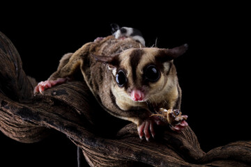 Sugar glider with her baby isolated on black (Petaurus breviceps)