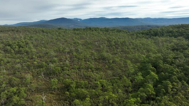 beautiful gum Trees and shrubs in the Australian bush forest. Gumtrees and native plants growing in Australia	
