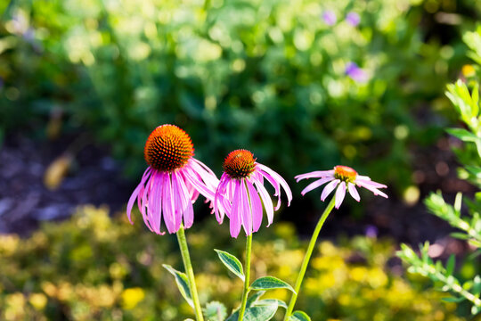The popular Purple Coneflower, (Echinacea purpurea), blooms profusely for up to two months in mid to late summer and sometimes re-blooms in the fall.