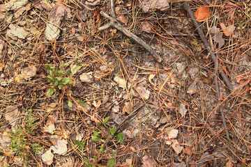Ground in a coniferous forest, top-down view. Pine bark and vegetation on the forest floor. Natural background