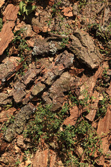 Ground in a coniferous forest, top-down view. Pine bark and vegetation on the forest floor. Natural background
